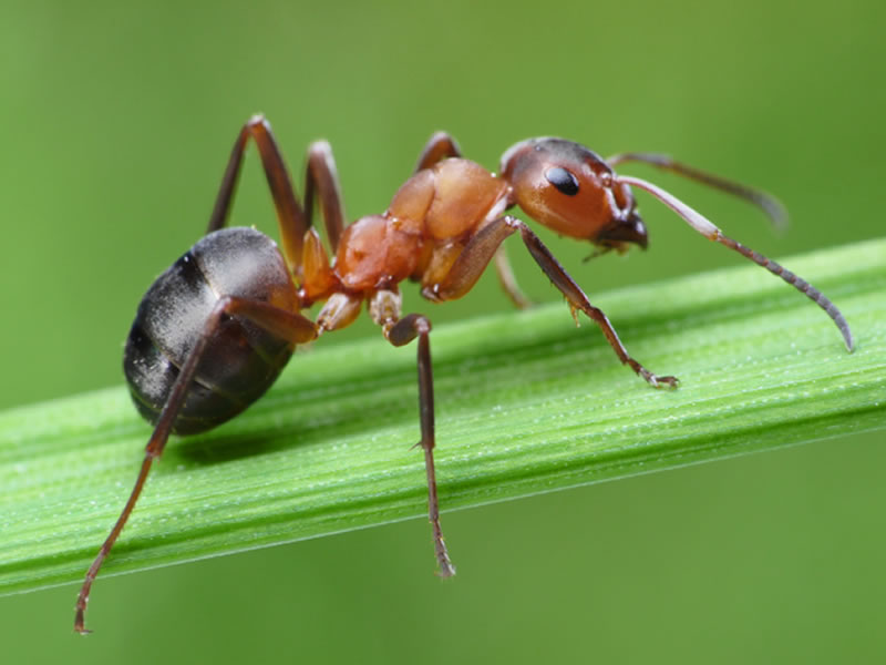Fumigación de Hormigas