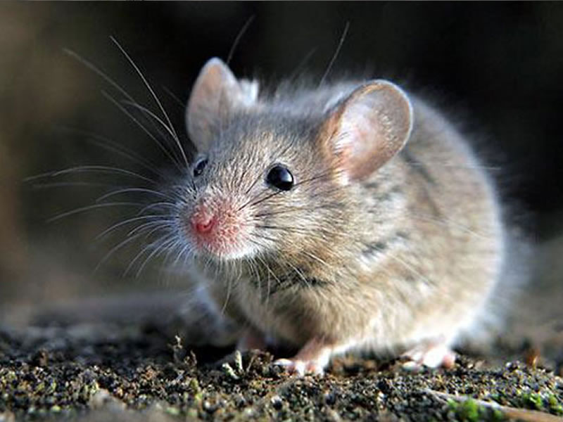 Fumigación de Ratones