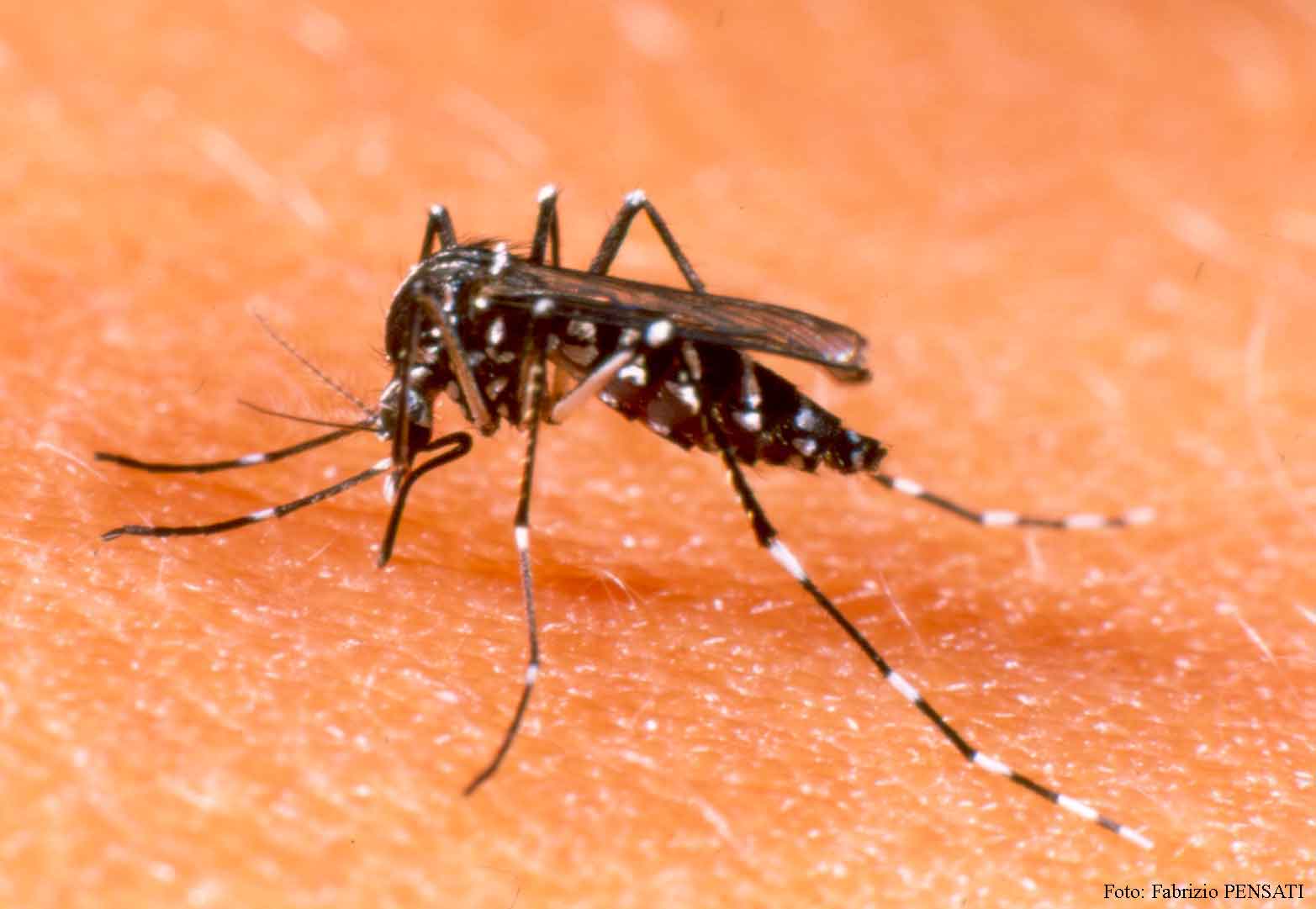 Fumigación de Mosquitos