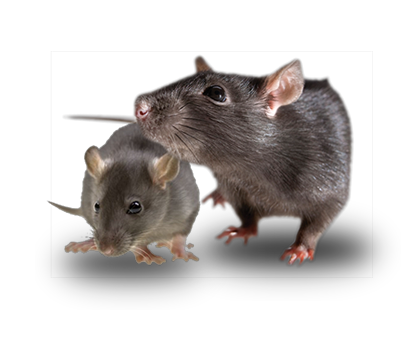 FUMIGACIONES DE PLAGAS, CUCARACHAS, CHINCHES DE CAMA, RATONES FUMIGACIONES DE PLAGAS, CUCARACHAS, CHINCHES DE CAMA, RATONES